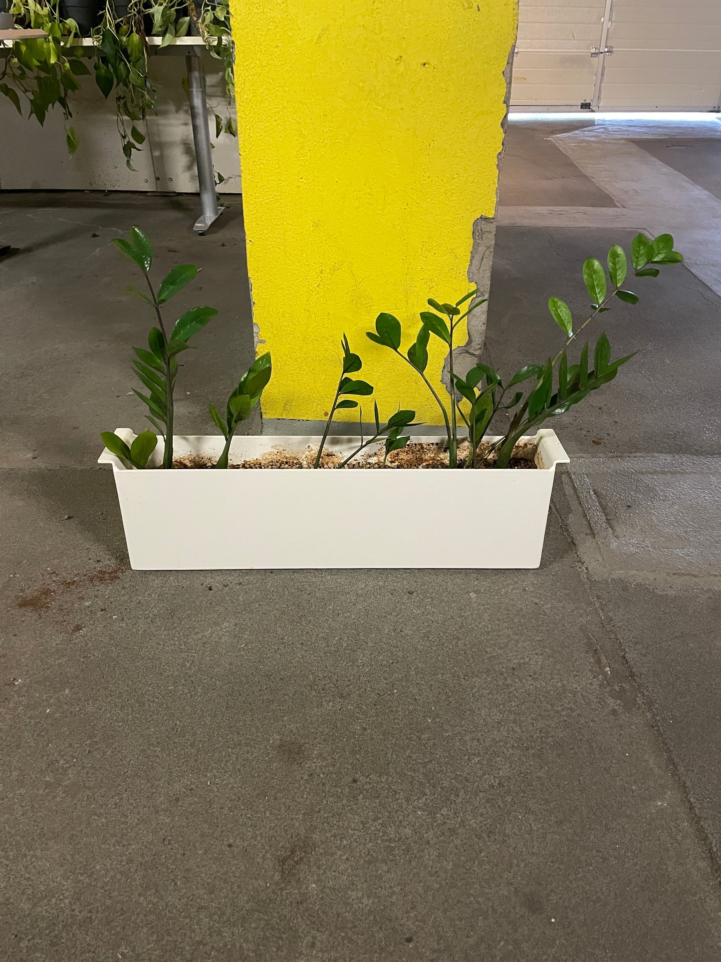 Hvite blomsterkasser