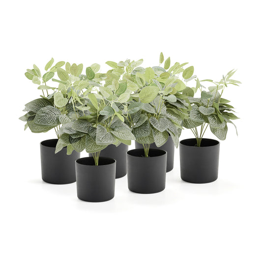 Kunstig plante EVERGREEN, fittonia, H380 mm, 6-pk.