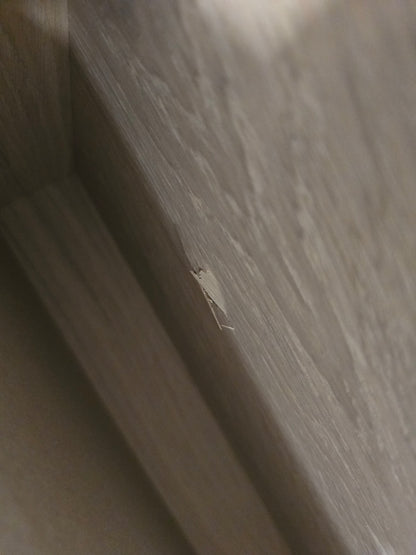 Olea Sofabord lav modell, eik, 70x130x40 cm